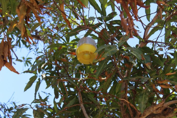 FOTO BOLETIN 133 SEPADA MOSCA DE LA FRUTA