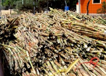 DISTRIBUYE SEPADA 30 TONELADAS DE SEMILLA DE ZACATE CUBA PARA ALIMENTAR A GANADO