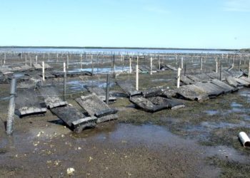 CULTIVO DE OSTIÓN JAPONÉS OCUPA 90 POR CIENTO DE HECTÁREAS UTILIZADAS PARA ACUACULTURA