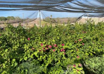 DONA SEPADA MÁS DE 10 MIL PLANTAS DE ORNATO A INSTITUCIONES EN BCS