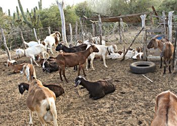 INVIERTE GOBIERNO DEL ESTADO MÁS DE 4 MDP EN PROYECTO ESTRATÉGICO PARA SAN FRANCISCO DE LA SIERRA