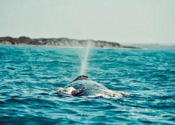 INVITA SETUE AL FESTIVAL DE LA BALLENA GRIS DE PUERTO ADOLFO LÓPEZ MATEOS