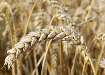 APOYA SEPADA A PRODUCTORES DE COMONDÚ PARA AUMENTAR PRODUCCIÓN DE GRANOS Y EFICIENTAR EL AGUA