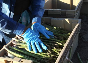  BCS, SEGUNDO LUGAR NACIONAL EN PRODUCCIÓN DE ESPÁRRAGO CON 30 MIL TONELADAS AL AÑO