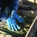 BCS, SEGUNDO LUGAR NACIONAL EN PRODUCCIÓN DE ESPÁRRAGO CON 30 MIL TONELADAS AL AÑO