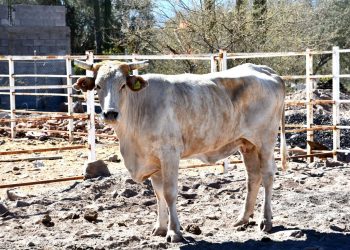REFRENDA SEPADA APOYO A GANADEROS DE AGOSTADERO TRAS SITUACIÓN DE SEQUÍA EN BCS