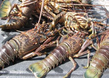 INICIA PERIODO DE APROVECHAMIENTO DE LANGOSTA EN ZONA NORTE DE BCS