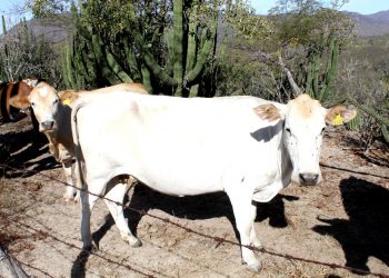 DESTACA SEPADA LABOR DEL SECTOR GANADERO EN BCS