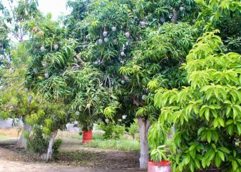 CONTINÚAN A LA BAJA BROTES DE MOSCA DE LA FRUTA EN ZONA SUR DE BCS