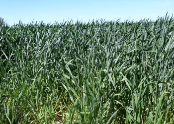 COORDINAN ESTRATEGIAS CONTRA EL CARBÓN PARCIAL DEL TRIGO EN EL VALLE DE SANTO DOMINGO