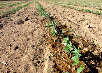 ESTIMAN 36 MIL HECTÁREAS PARA USO AGRÍCOLA EN BCS