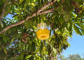 CONTINÚAN TRABAJOS PARA ERRADICAR MOSCA DE LA FRUTA EN BCS