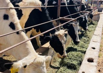 GOBIERNO DE BCS Y GANADEROS TRABAJAN EN LA CONSERVACIÓN DE SANIDAD ANIMAL