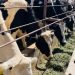 GOBIERNO DE BCS Y GANADEROS TRABAJAN EN LA CONSERVACIÓN DE SANIDAD ANIMAL
