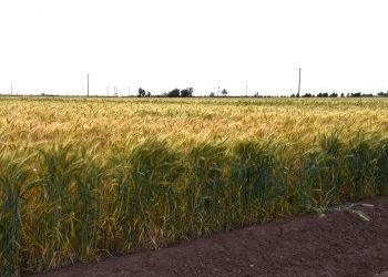 RECONOCE SEPADA ORGANIZACIÓN DE PRODUCTORES DE TRIGO DEL VALLE DE SANTO DOMINGO