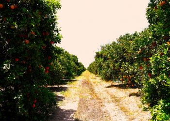 BCS PRODUCE MÁS DE 59 MIL TONELADAS DE NARANJA ANUALMENTE