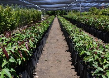 EN 2024, CEPROVEG HA PRODUCIDO 46 MIL PLANTAS DE ORNATO