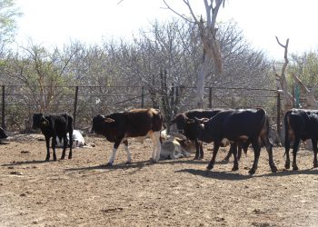 TRABAJA SEPADA EN CAMPAÑA DE GARRAPATA BOOPHILUS