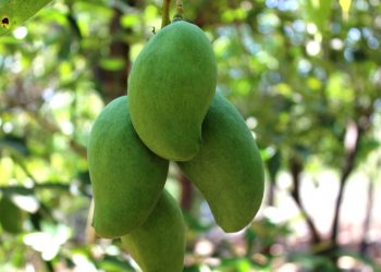 GESTIONAN RECURSOS PARA FORTALECER LA CAMPAÑA DE MOSCA DE LA FRUTA