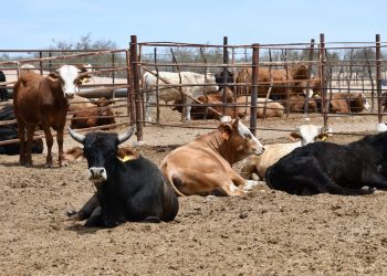 RESPALDA GOBIERNO A GANADEROS DE BCS EN PERIODO DE SEQUÍA