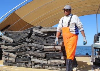 GOBIERNO DEL ESTADO HA DESTINADO 56 MDP AL SECTOR ACUÍCOLA DE BCS