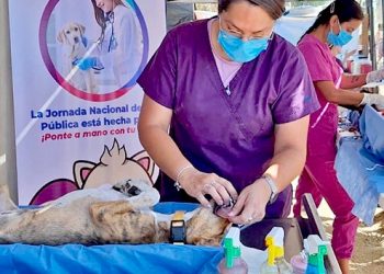 ACERCAN ESTERILIZACIONES CANINAS Y FELINAS A COLONIAS POPULARES MEDIANTE LA ESTRATEGIA “ÉCHALE MONTÓN”