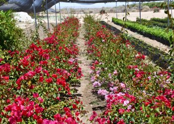 DONA SEPADA MÁS DE 8 MIL PLANTAS A INSTITUCIONES PÚBLICAS DE BCS