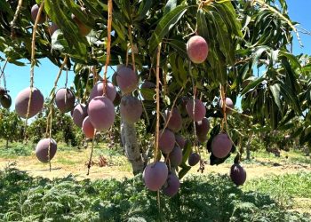 EN 3 AÑOS DE GOBIERNO, BCS AVANZA EN CAMPAÑA CONTRA LA MOSCA DE LA FRUTA