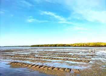 DESTINA EL GOBIERNO DE BCS 28 MDP PARA EL SECTOR ACUÍCOLA EN 2024