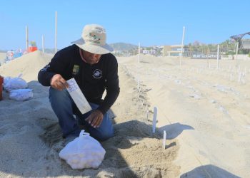 Más de 500 nidos y 30 mil huevos de tortuga golfina son resguardados por la Dirección General de Ecología y Medio Ambiente