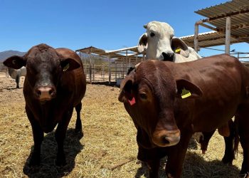 RECONOCE SENASICA AVANCE DE BAJA CALIFORNIA SUR EN CAMPAÑA DE TUBERCULOSIS BOVINA