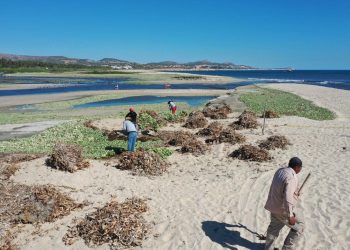 Implementa Ayuntamiento de Los cabos Plan de Contingencia para limpieza Estero San José del Cabo