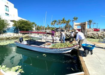 COLABORA FONMAR EN TRABAJOS DE RETIRO DE LIRIO ACUÁTICO EN SAN JOSÉ DEL CABO