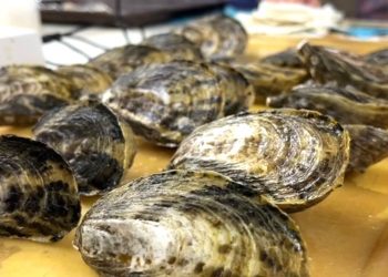 LIDERA BCS EN PRODUCCIÓN PESQUERA Y ACUACULTURA DE OSTIÓN JAPONÉS