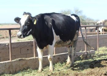 AVANZA BARRIDO DE TUBERCULOSIS EN EL MUNICIPIO DE LOS CABOS