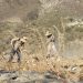 Servicios Públicos Municipales de Los Cabos atiende reportes ciudadanos ante basureros clandestinos en Col. Vista Hermosa Plus
