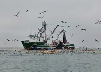 Supervisa FONMAR protección de especies marinas en la zona de Puerto Adolfo López Mateos