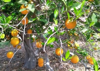 SEPADA sostiene reunión con citricultores del Valle de Santo Domingo