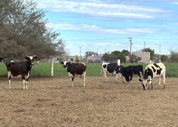 El Gobierno de BCS ha invertido más de 126 mdp en apoyo de más de 7 mil ganaderos