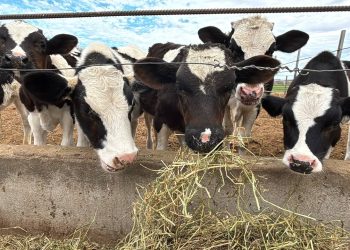 BCS recibe recategorización en campaña de Tuberculosis Bovina