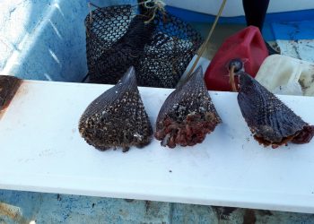Autoriza COEPRIS la extracción de moluscos bivalvos en la bahía de La Paz