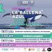 HOY INICIA EN LORETO EL FESTIVAL DE LA BALLENA AZUL 2025