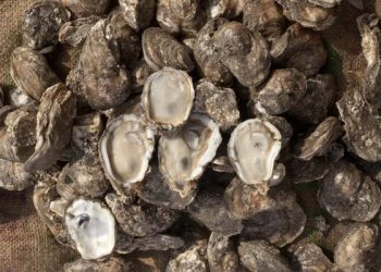 Autoriza COEPRIS la extracción de moluscos bivalvos en zonas de Mulegé