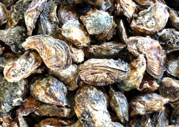 Suspende COEPRIS de manera temporal la extracción de moluscos bivalvos en tres zonas de Mulegé