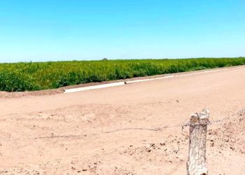Producen en Comondú las primeras 250 toneladas de sorgo forrajero en apoyo a ganaderos