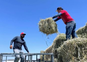 Reciben ganaderos de Comondú más de 2 mil pacas de forraje
