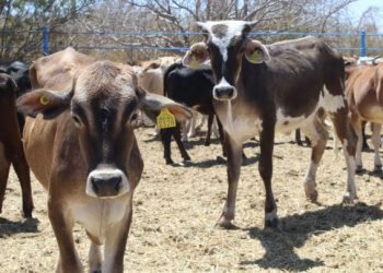 Gobierno de BCS fortalece acciones de prevención contra el gusano barrenador