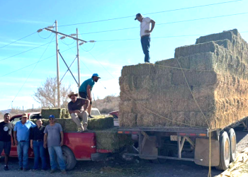 RESPALDAN A GANADEROS DE LORETO CON 650 PACAS DE ALFALFA DEL “PROGRAMA DE APOYO A LA SEQUÍA”. YANICSA HIGUERA FIOL.