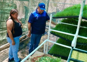 CELEBRAN LOS PRIMEROS RESULTADOS EN EL MÓDULO DE FORRAJE HIDROPÓNICO DE LORETO: DARIO DAVIS GARAYZAR.