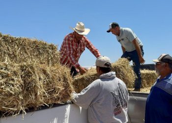Gobierno del Estado entrega sorgo forrajero a comunidades rurales de Comondú